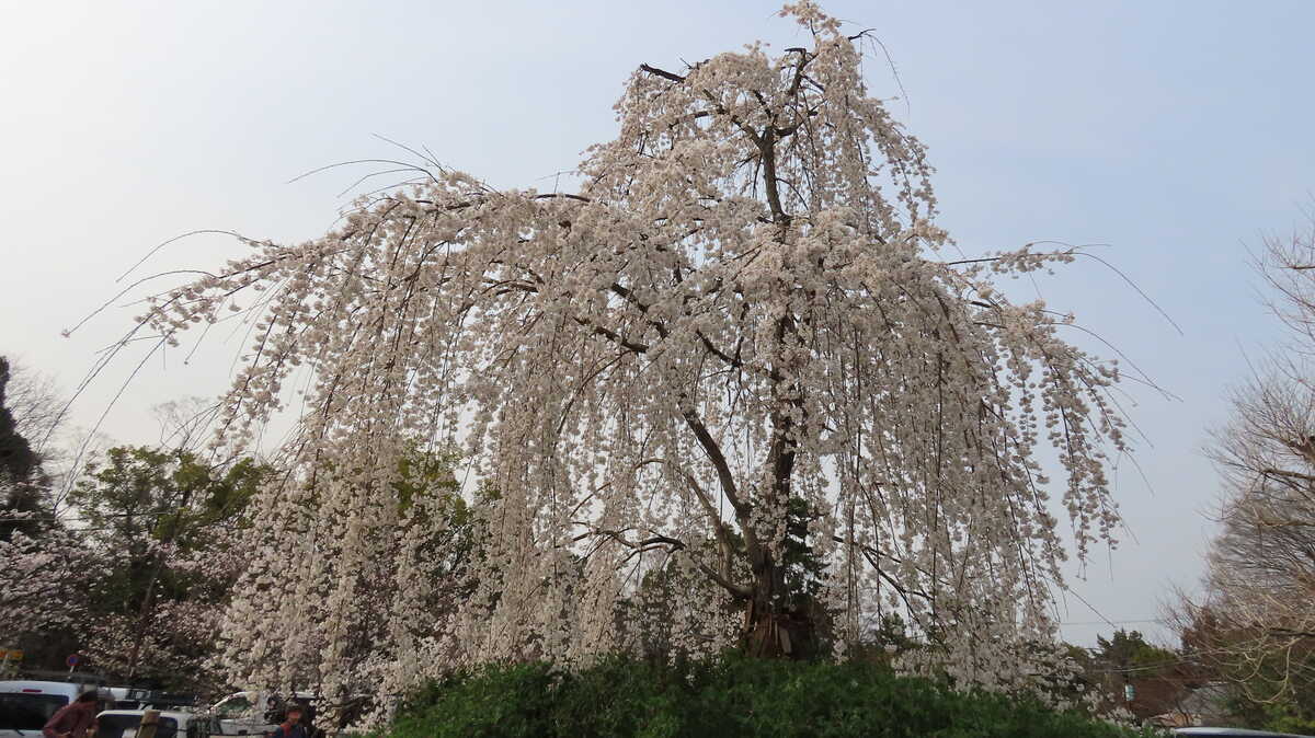 祇園枝垂桜　三代目　円山公園　京都