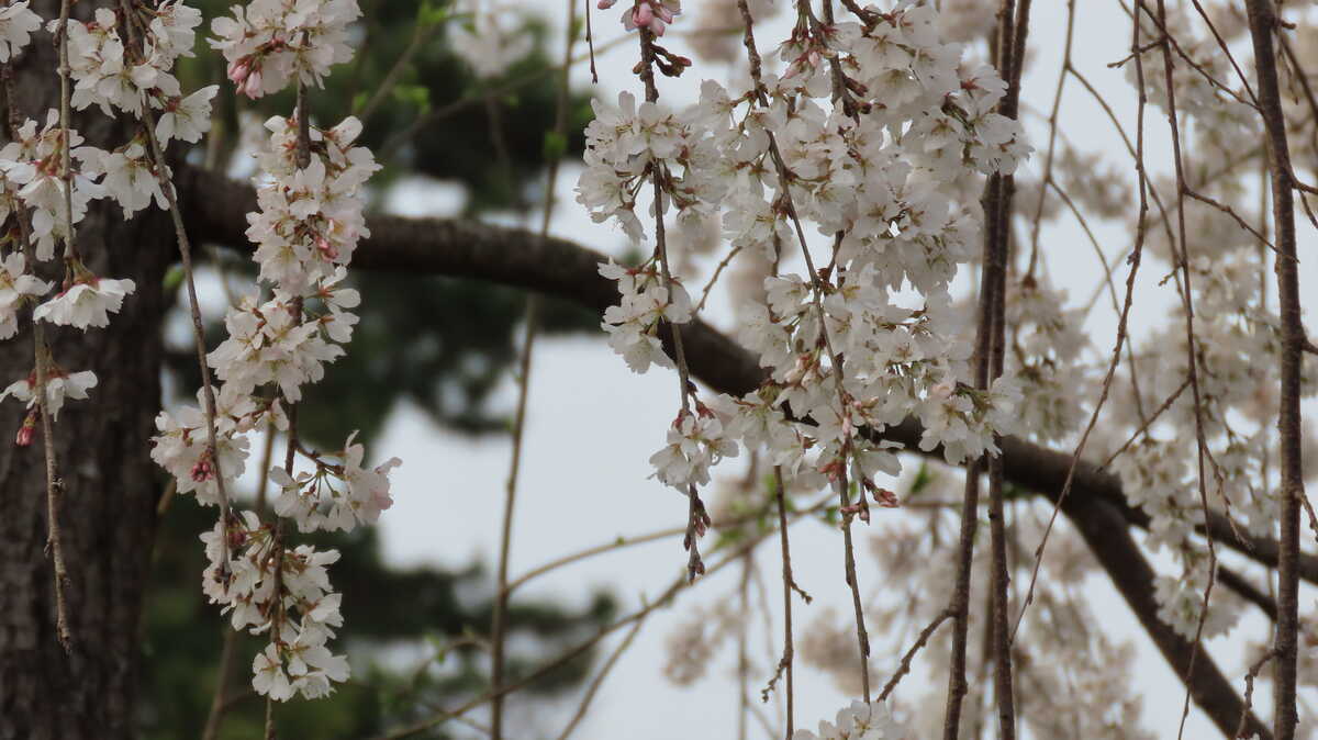 祇園枝垂桜　三代目　円山公園　京都