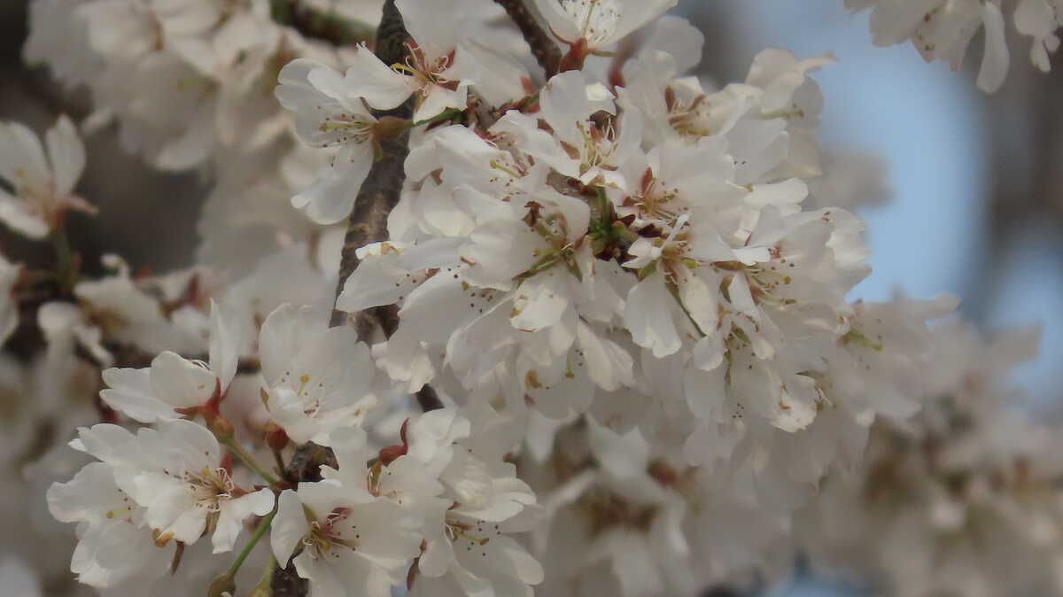 祇園枝垂桜　三代目　円山公園　京都