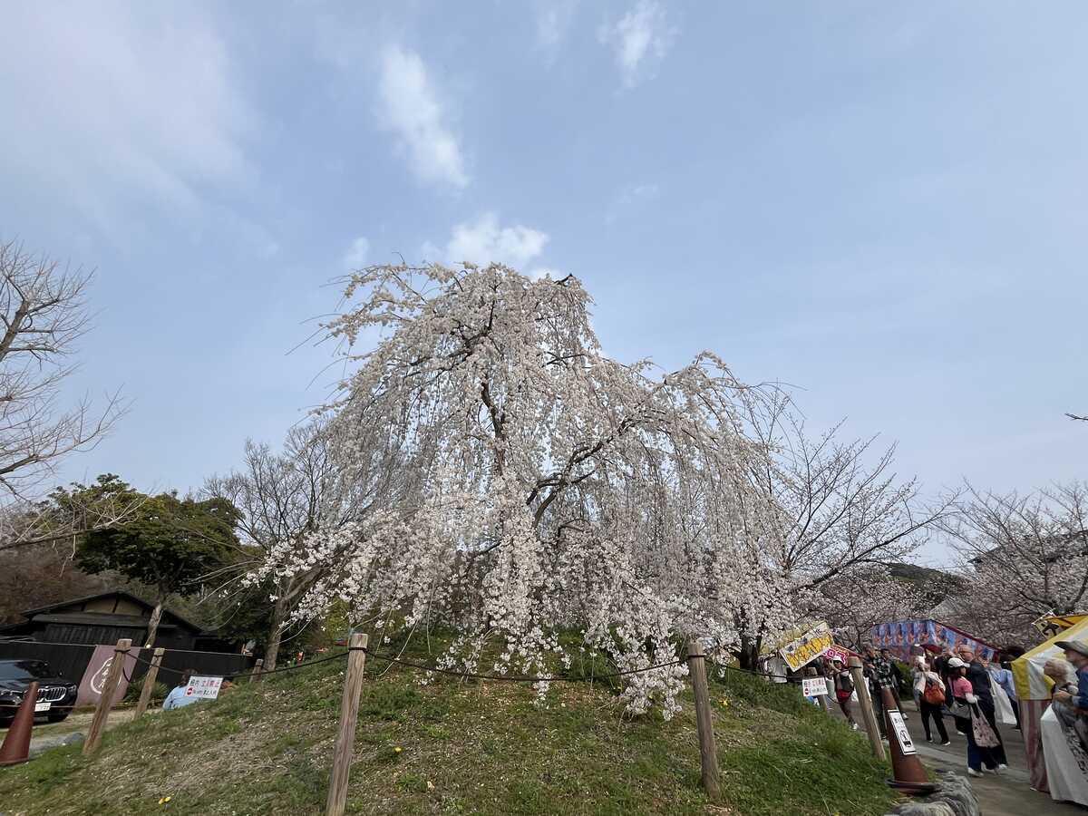 祇園枝垂桜　三代目　円山公園　京都　継承