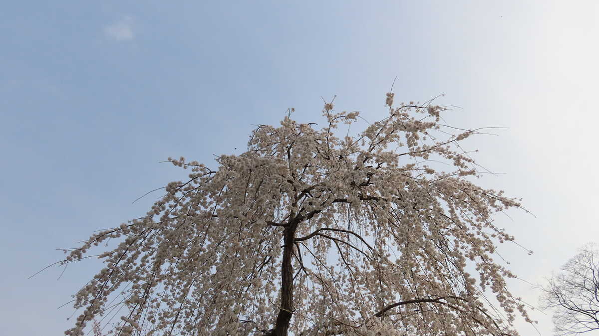 祇園枝垂桜　三代目　円山公園　京都　継承