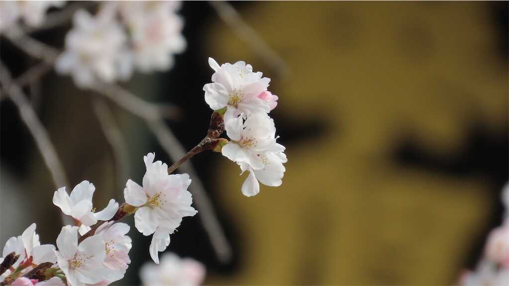 f:id:m3785com:20260329115426j:image