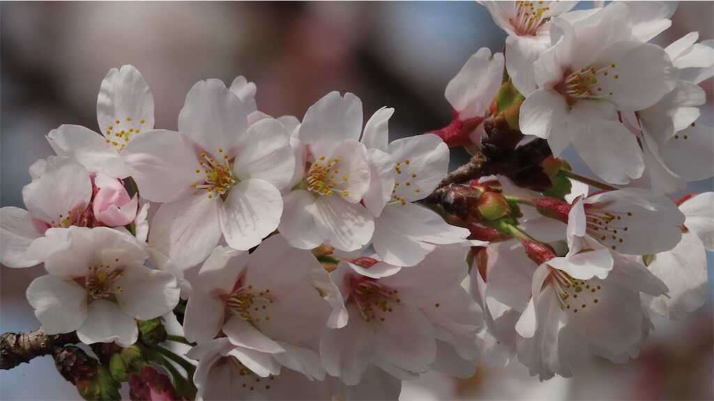 f:id:m3785com:20260329115450j:image