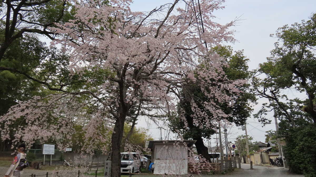 長岡天満宮シダレサクラ