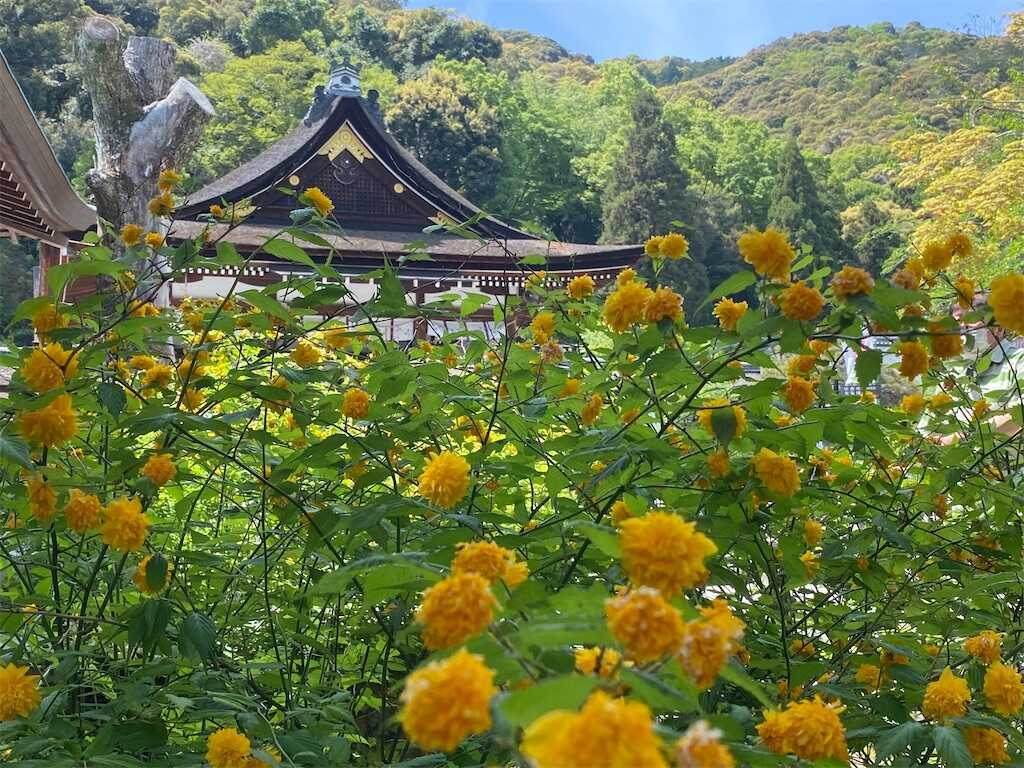 松尾大社　やまぶき祭