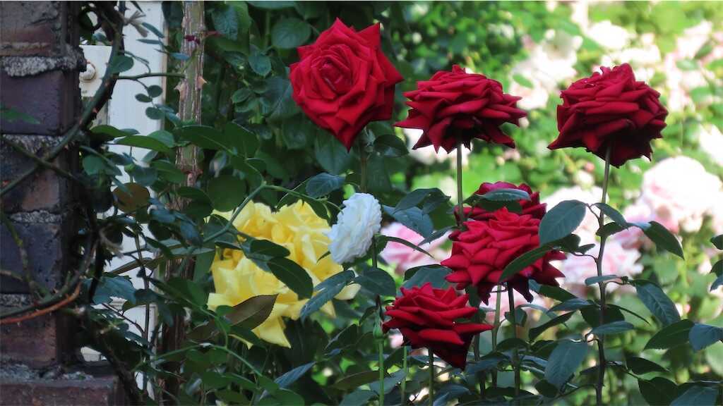 f:id:m3785com:20260518182458j:image