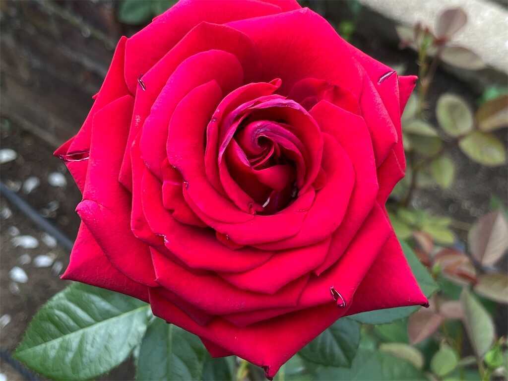 f:id:m3785com:20260518182510j:image