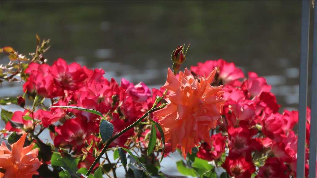 f:id:m3785com:20260518182922j:image