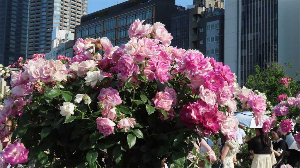 f:id:m3785com:20260518182929j:image
