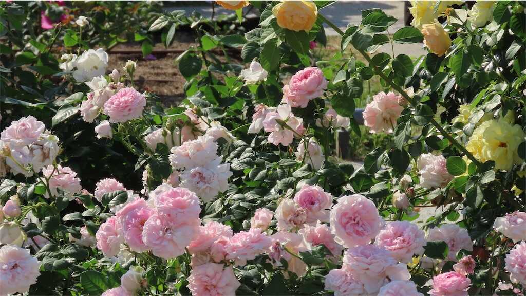 f:id:m3785com:20260518182936j:image