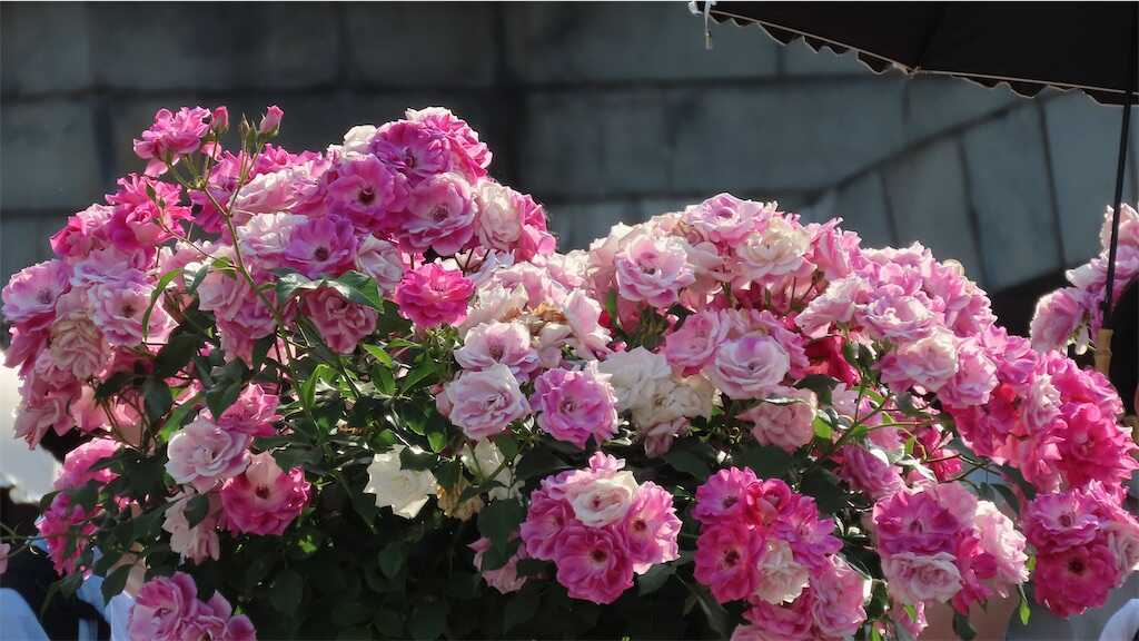 f:id:m3785com:20260518182952j:image