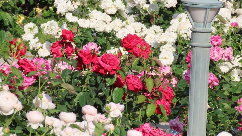 f:id:m3785com:20260518183013j:image