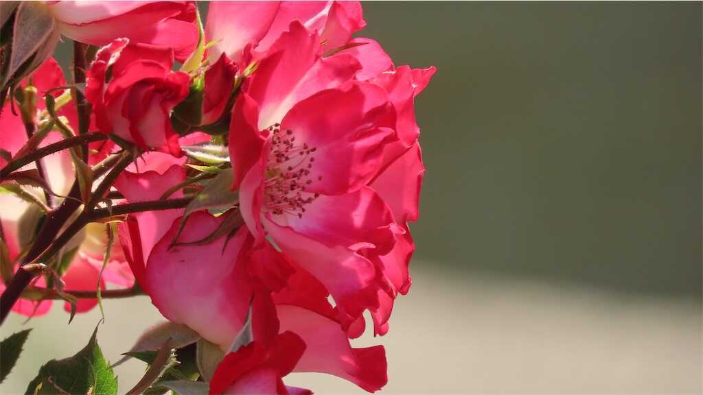 f:id:m3785com:20260518183023j:image