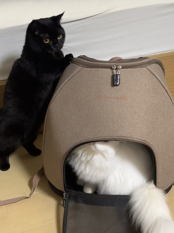 依頼者優先購入　title「睨み猫」 巳巳巳 on X