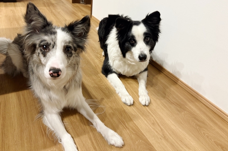内容とは関係ないうちの犬