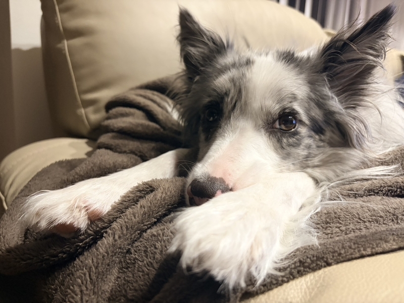 ソファーでくつろぐ犬