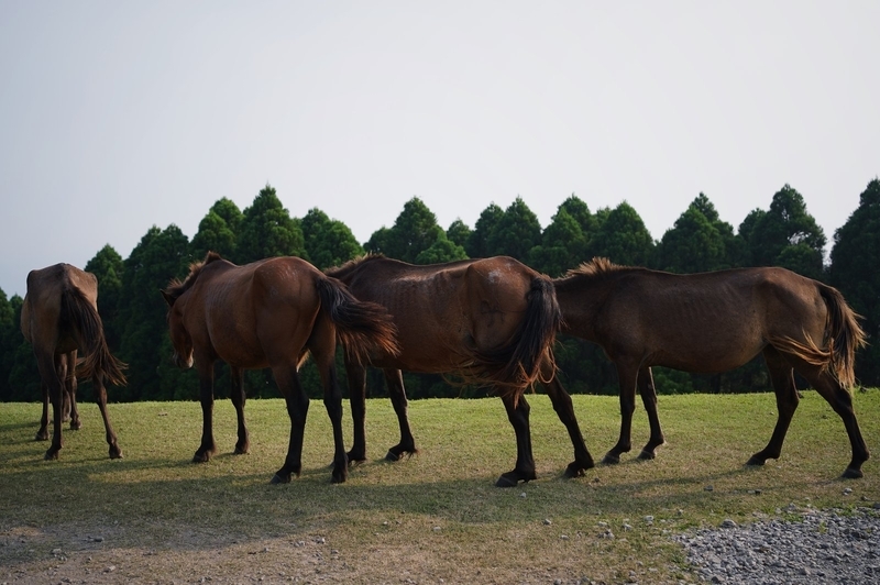 夏の旅行で撮った馬の写真