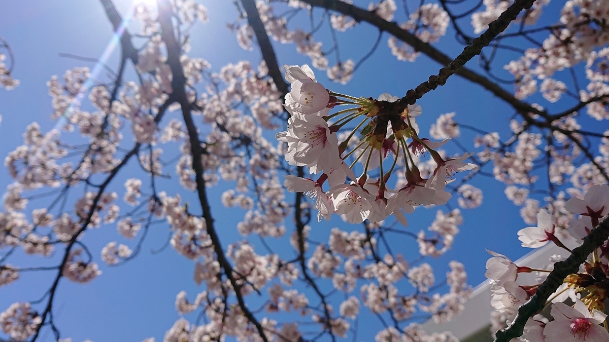 f:id:m6895dm829b:20190415223940j:plain