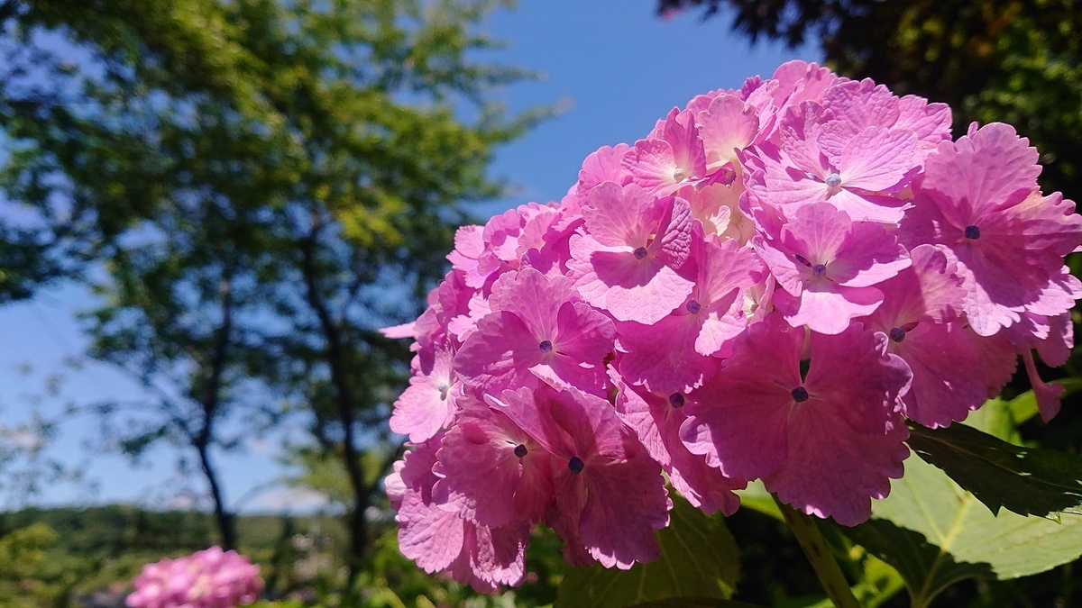 f:id:m6895dm829b:20190625213328j:plain f:id:m6895dm829b:20190625213328j:plain