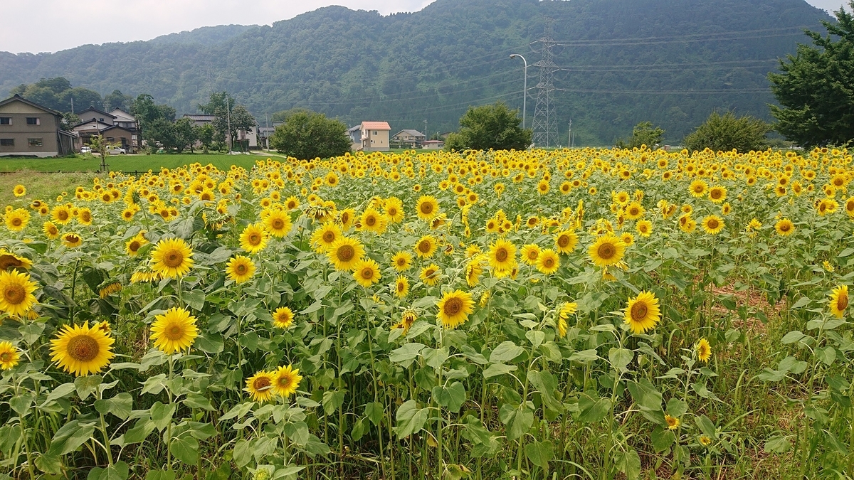 f:id:m6895dm829b:20190730215511j:plain f:id:m6895dm829b:20190730215511j:plain
