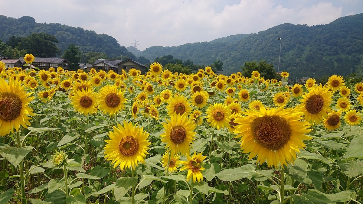 f:id:m6895dm829b:20190730215525j:plain f:id:m6895dm829b:20190730215525j:plain