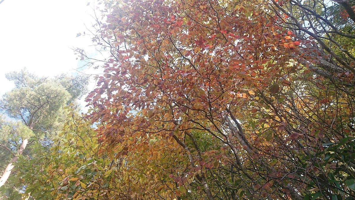 f:id:m6895dm829b:20191113233757j:plain f:id:m6895dm829b:20191113233757j:plain