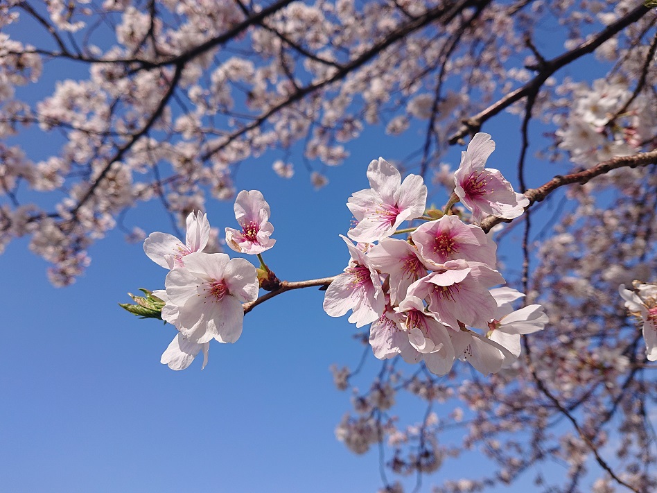 f:id:m6895dm829b:20210403215300j:plain