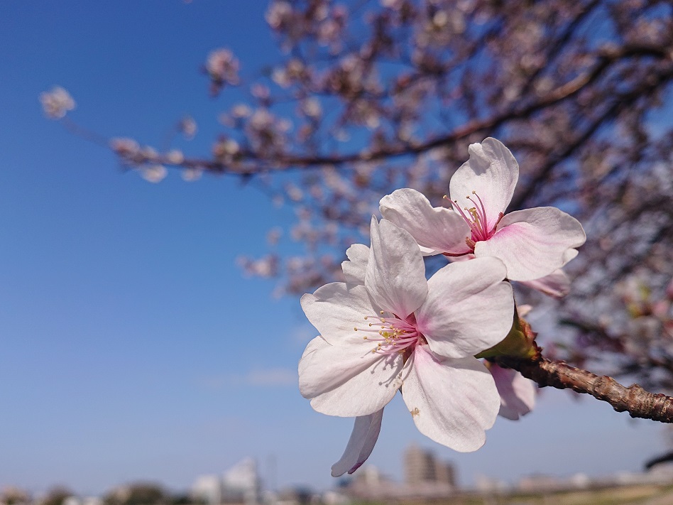 f:id:m6895dm829b:20210403215426j:plain