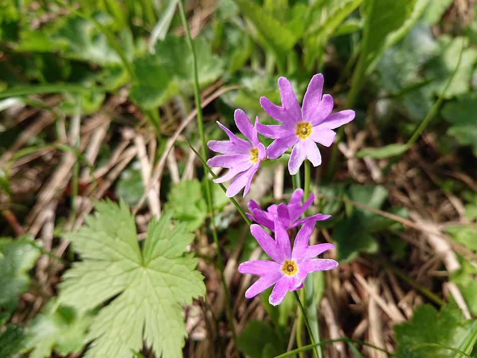 f:id:m6895dm829b:20210810221841j:plain