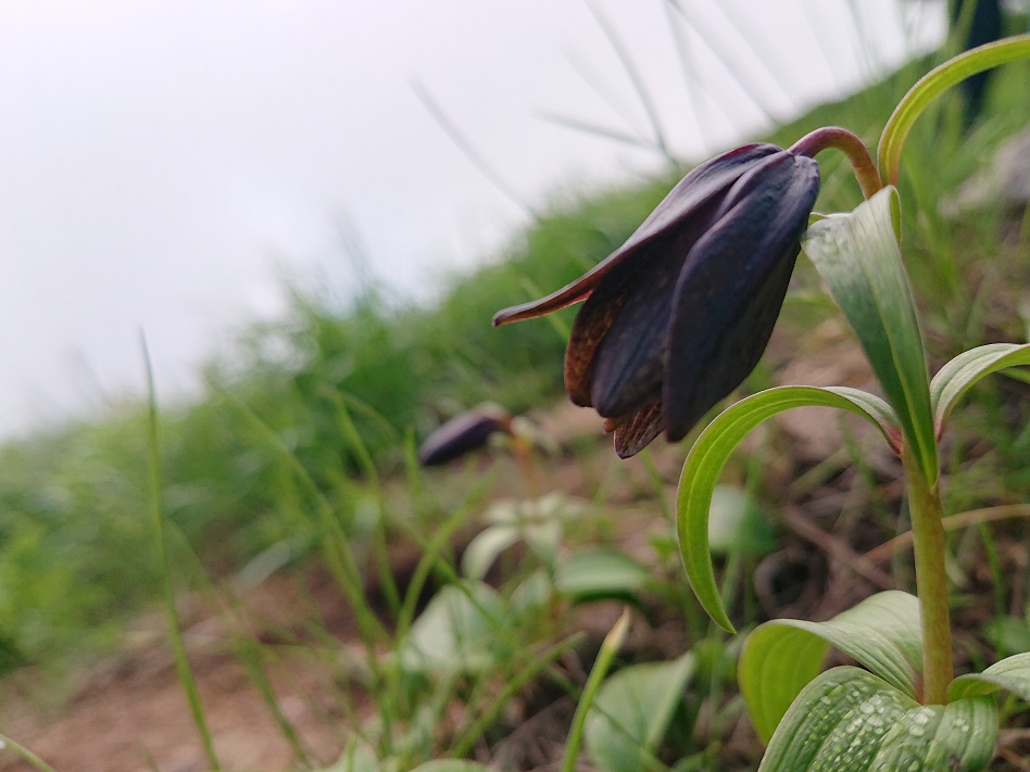 f:id:m6895dm829b:20210810221920j:plain