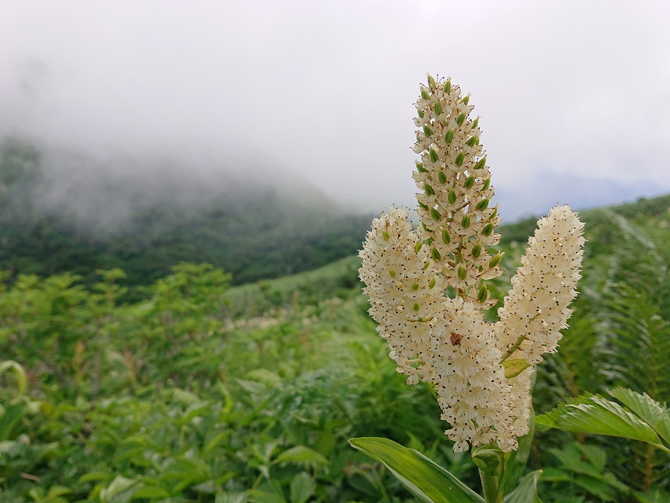 f:id:m6895dm829b:20210810222303j:plain