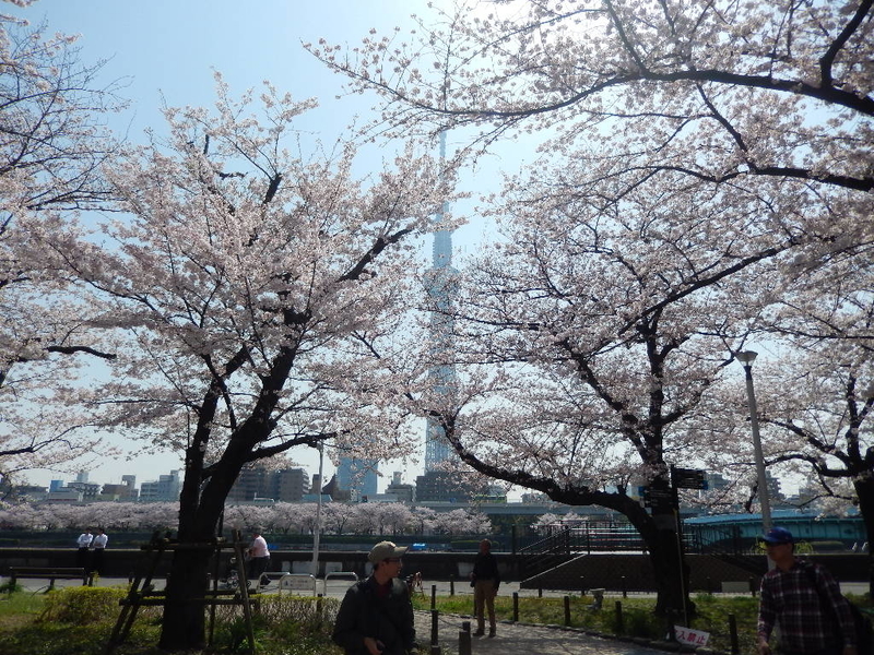 隅田公園の桜 桜短歌18また続き わたなべさんの青いめがね