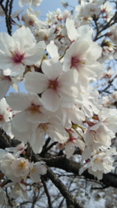 f:id:m8158:20110403132805j:image:left