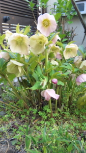 f:id:m8158:20110414174516j:image:left