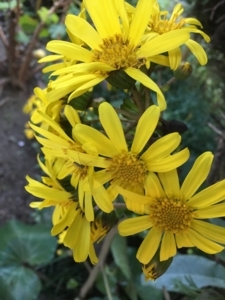 f:id:m8158:20171030161954j:image:left