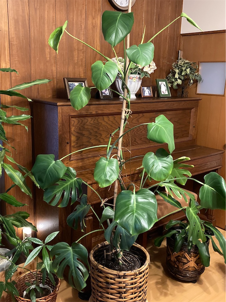 葉が割れないモンステラ 郊外でゆっくり暮らす