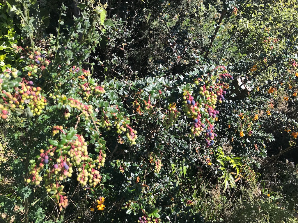 f:id:m909:20191019080354j:image