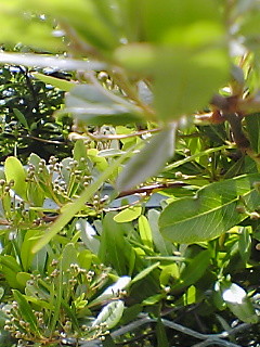 草