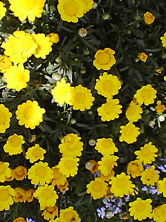 庭の花200604