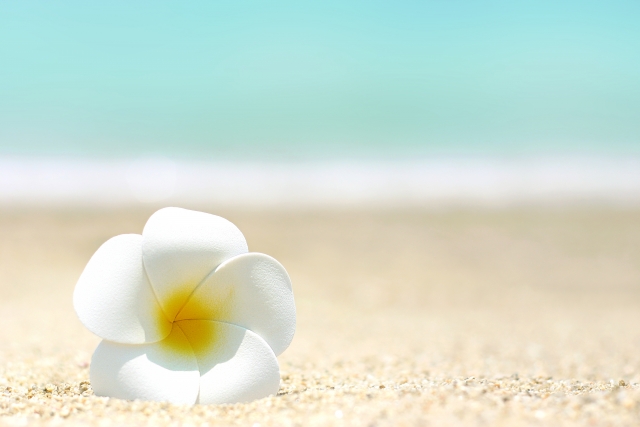 f:id:m_by_the_sea:20200304142543j:plain:w500 ハワイフェスティバル 中止 花火