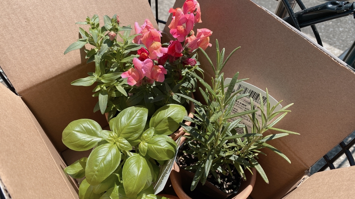 段ボールに入った植物の苗。ハーブとローズマリーと金魚草のキャンディトップス。