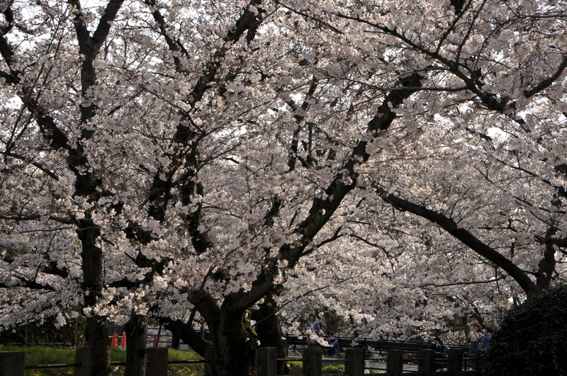 f:id:m_hal_m:20190407135220j:plain f:id:m_hal_m:20190407135220j:plain