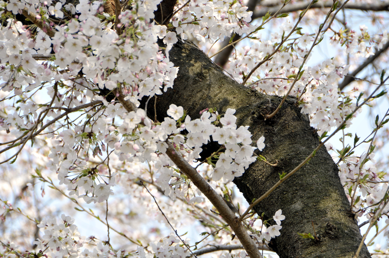 f:id:m_hal_m:20190407135221j:plain f:id:m_hal_m:20190407135221j:plain