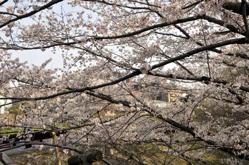 f:id:m_hal_m:20190407135222j:plain f:id:m_hal_m:20190407135222j:plain