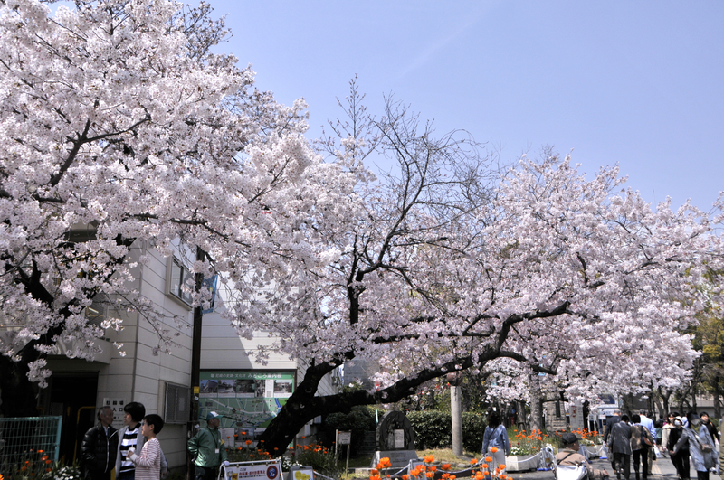 f:id:m_hal_m:20190407135904j:plain f:id:m_hal_m:20190407135904j:plain