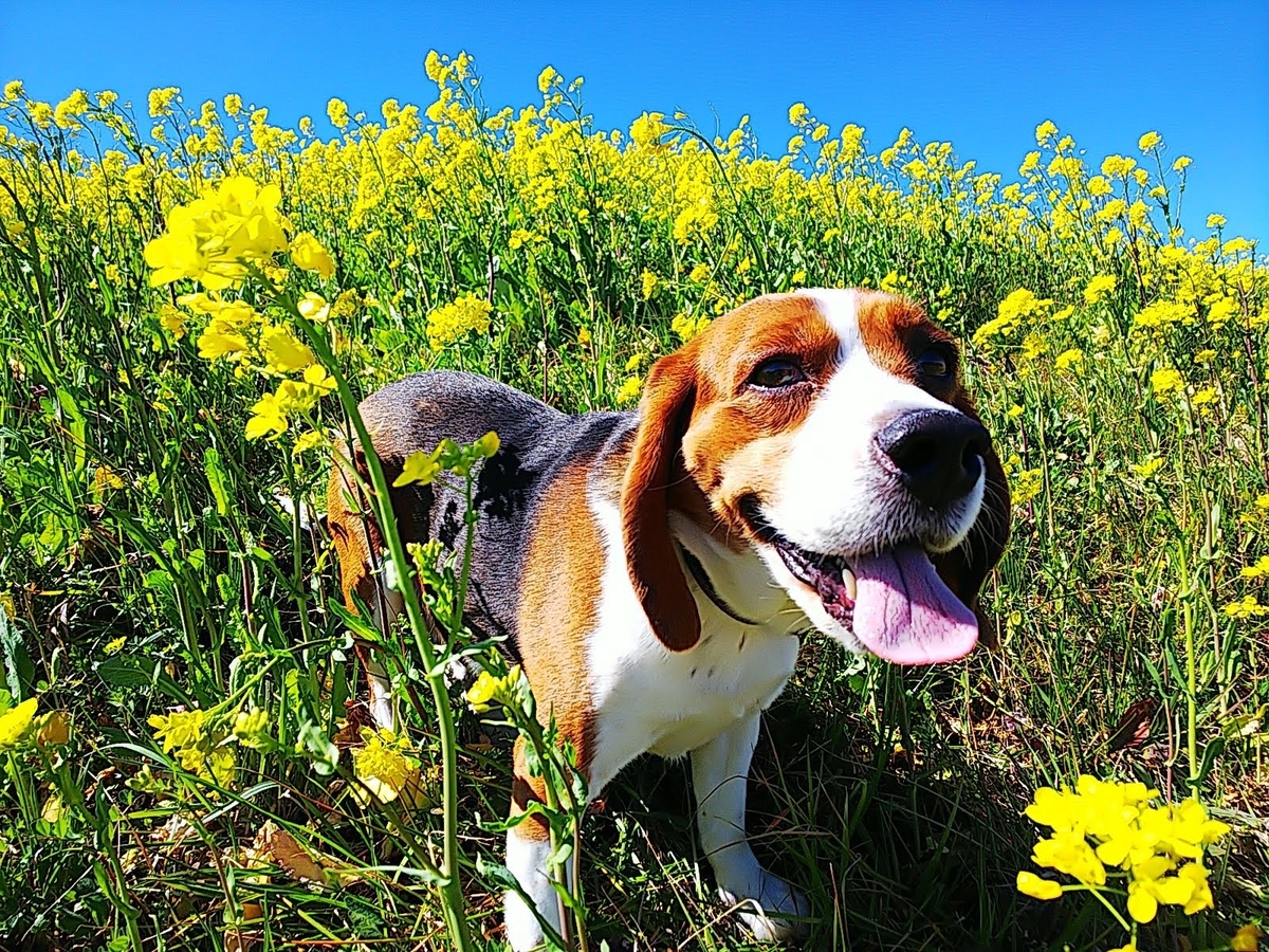 福岡堰(茨城県つくばみらい市) まさの日記