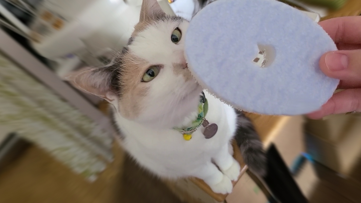 猫壱 食器用スポンジ 使ってみた レビュー