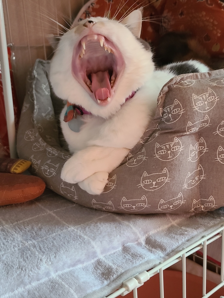 猫壱 食器用スポンジ 使ってみた レビュー