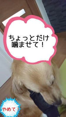 新しいおもちゃだと勘違いしてかぶりつこうとします 新しいおもちゃだと勘違いしてかぶりつこうとします