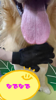 グルーミンググローブでヾ(・ω・*)なでなで グルーミンググローブでヾ(・ω・*)なでなで